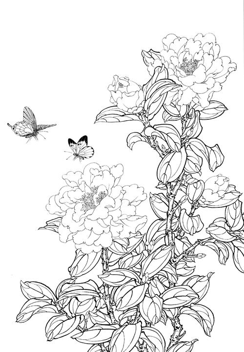 茶花高清白描线稿图片下载53幅