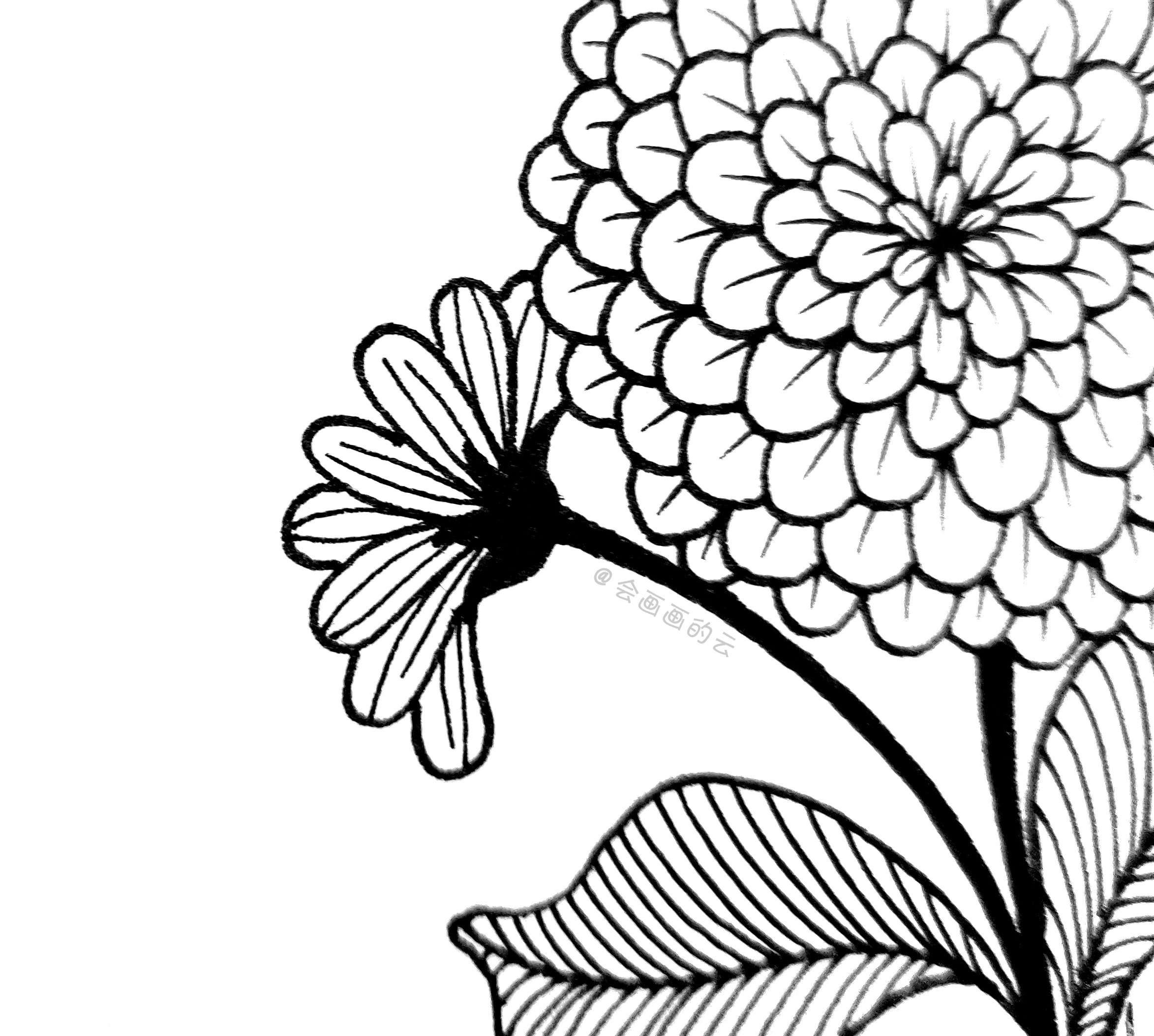 分享简笔画教程，8步教你画百日菊，友谊天长地久