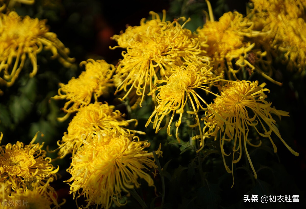 重阳节菊花美诗九首：九日重阳节，开门有菊花