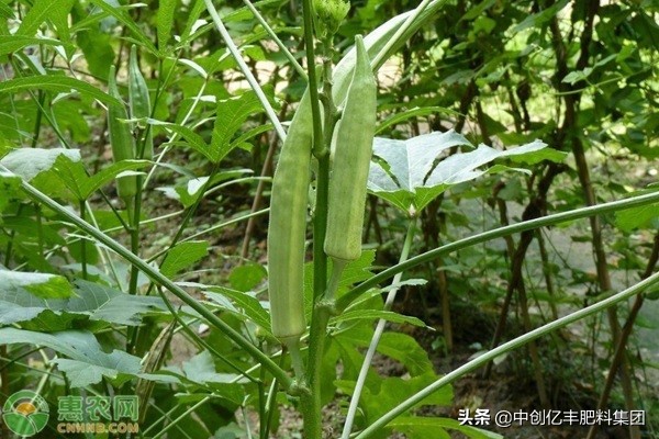 秋葵怎么种植（带你了解秋葵的种植时间和方法）