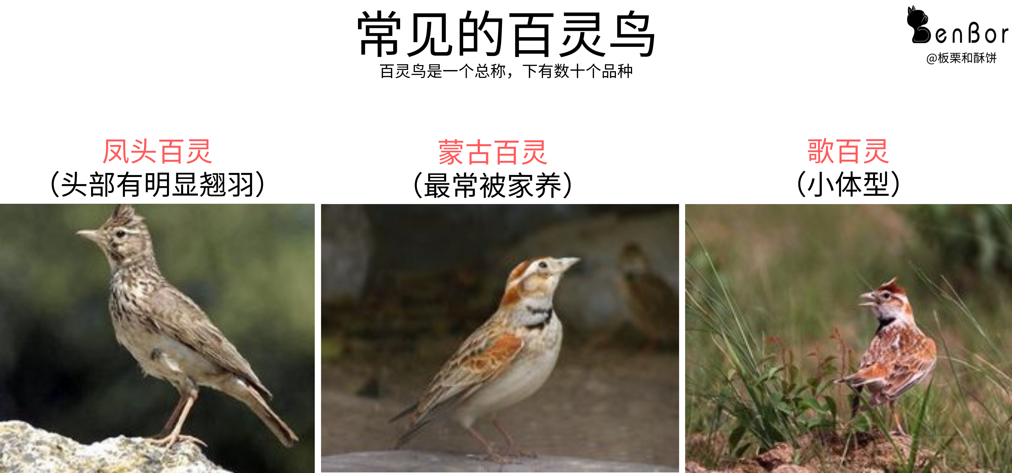 百灵鸟究竟是个啥?何时开始流行的?