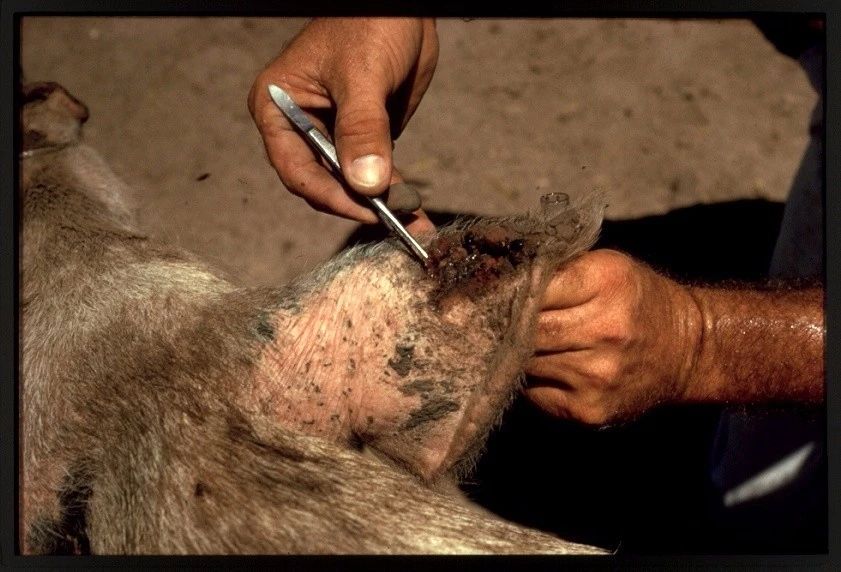 无孔不入的食人蝇,喝血吃肉专挑伤口入侵