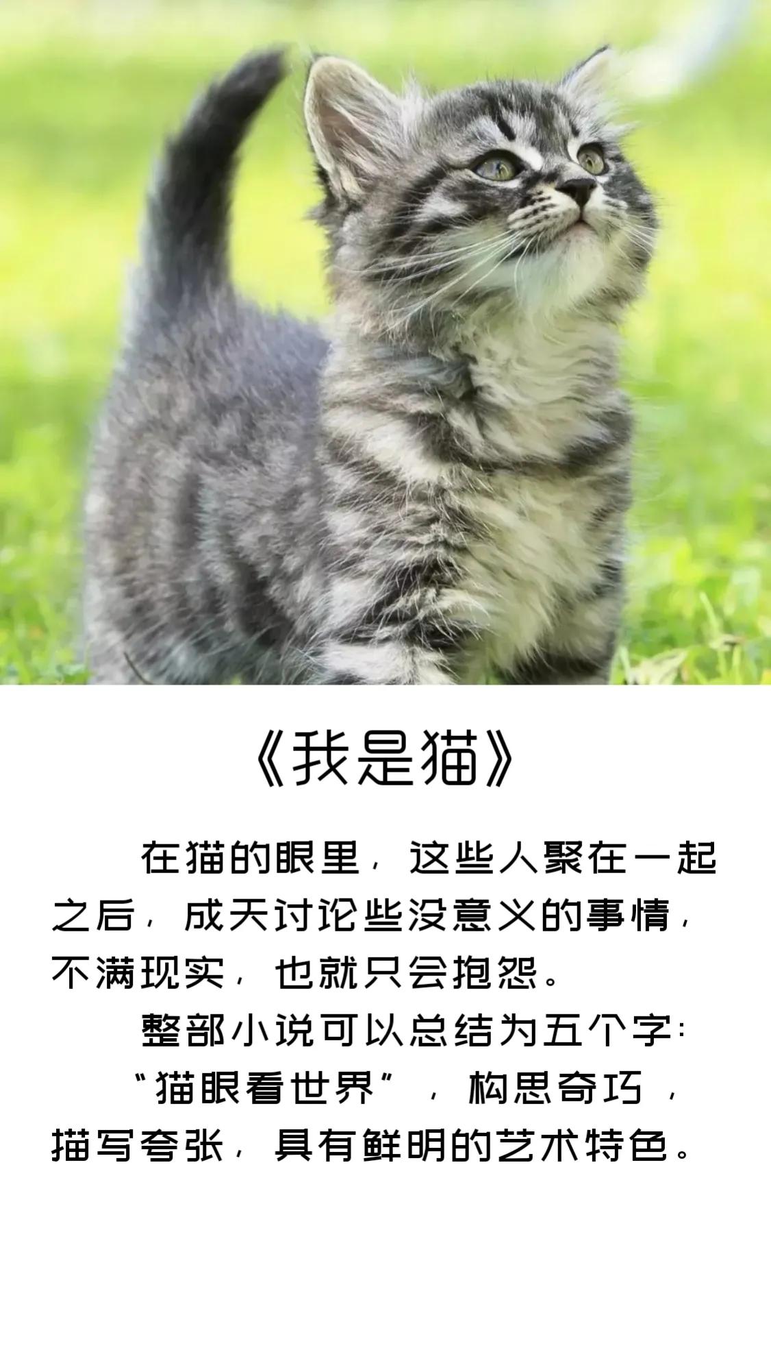 《我是猫》精彩句子摘录