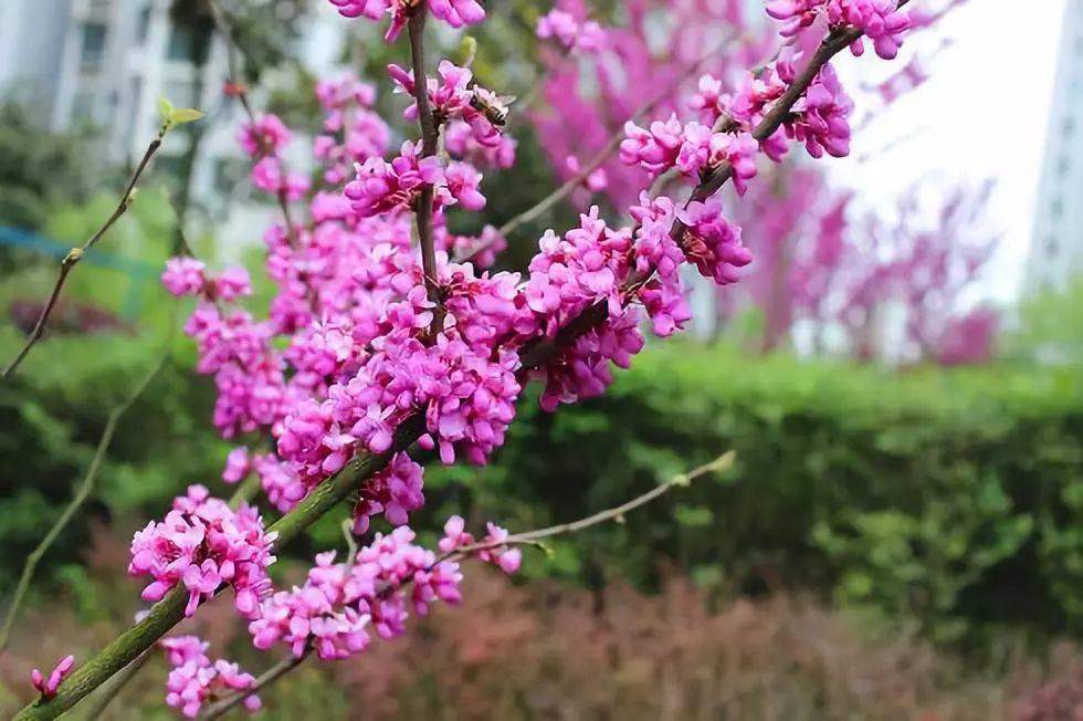 春天常見的40種花春天都有哪些花常見的花