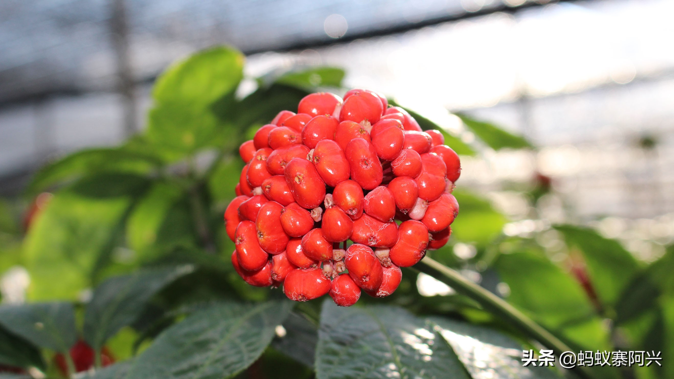 云南文山三七(云南文山三七批发市场)-图1