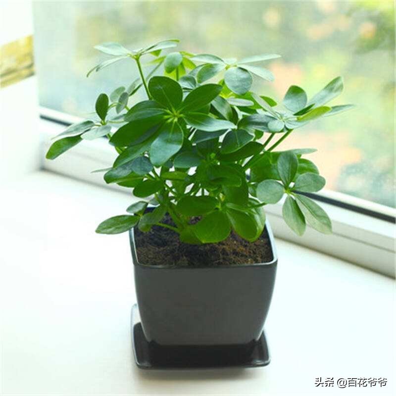 除甲醛的方法植物专业84