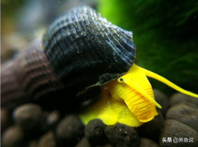 鱼缸底床沉积太久会腐臭，需要这几种水族生物帮活化，也利于养鱼