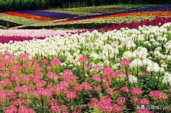 世界十大绝美花海，中国上榜两处，个个宛如仙境