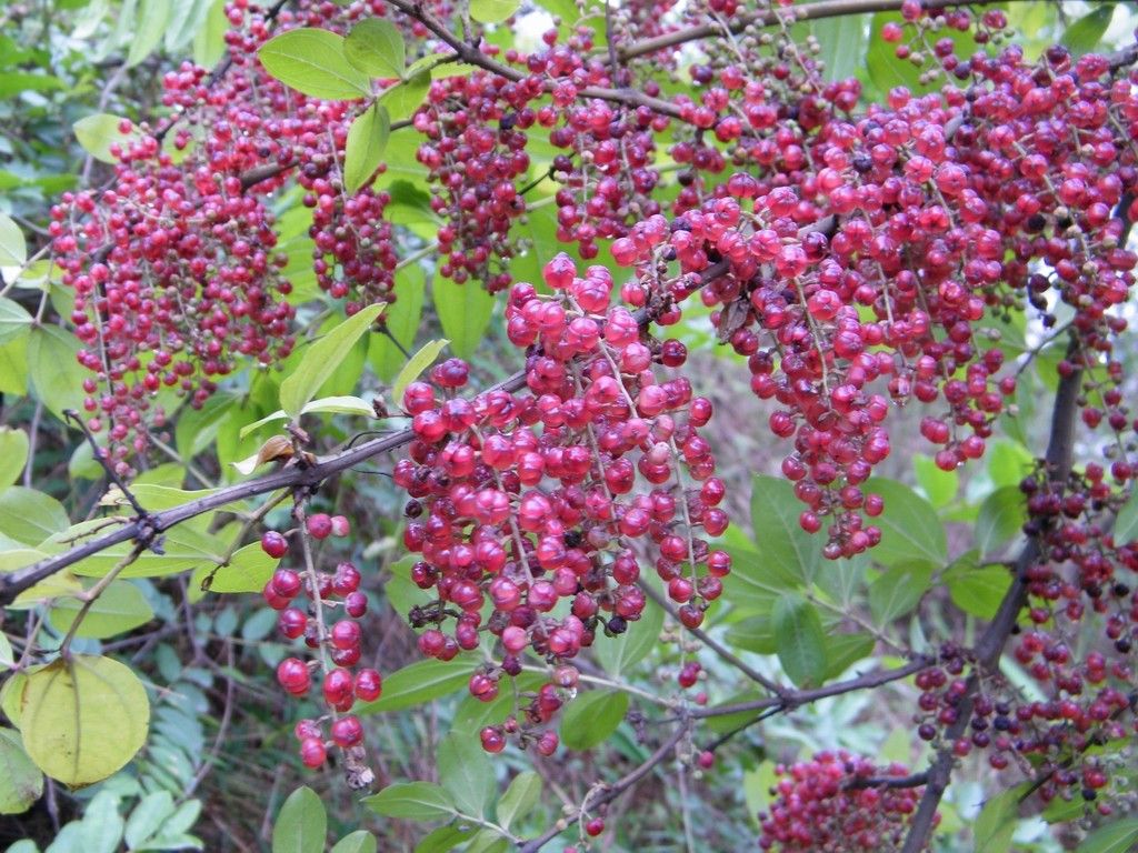 水马桑的功效与作用-我的快乐小窝