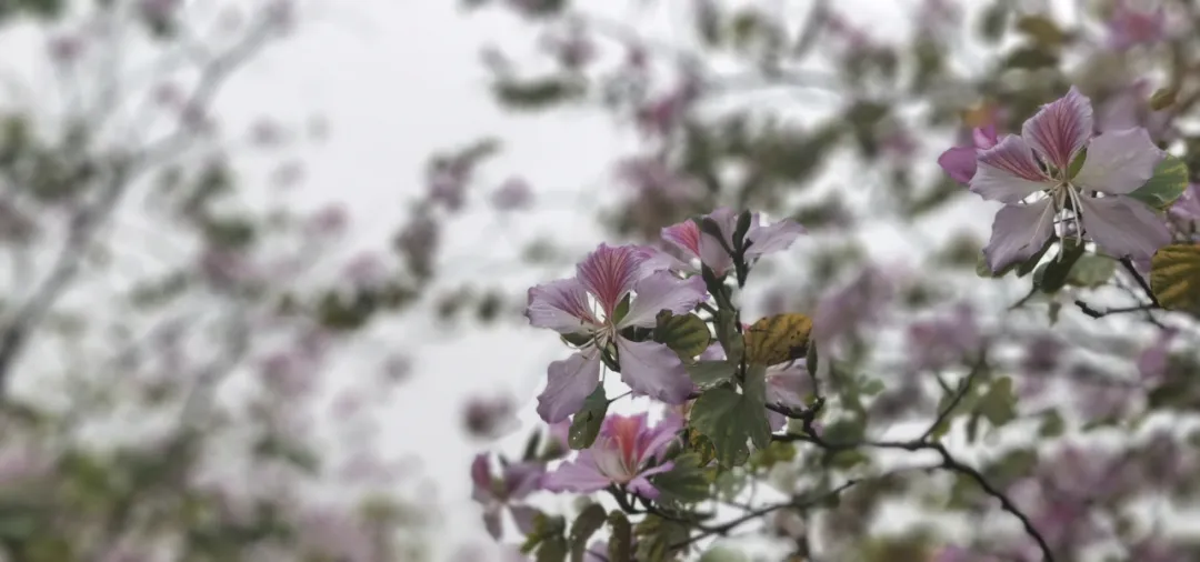 佛职春招| 2020年春季招生报考指南