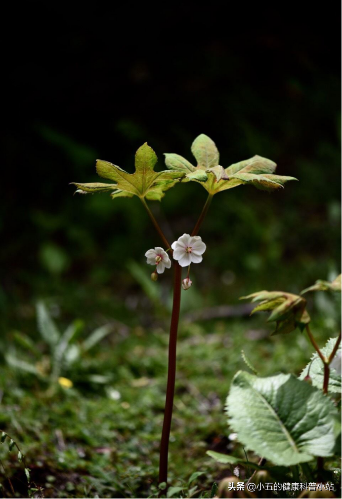 野生八角莲多少钱一斤(走进森林中的中医药) - 价格百科