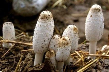 草菇图片大全（三十一种常见的菌类蘑菇图片）