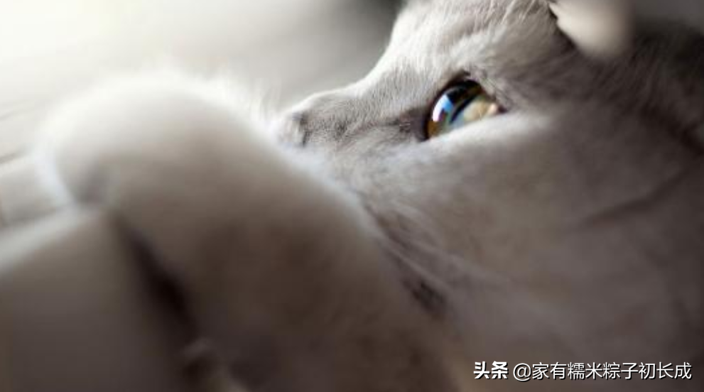 从无到有，拥有一只猫咪，猫咪生病征兆篇一