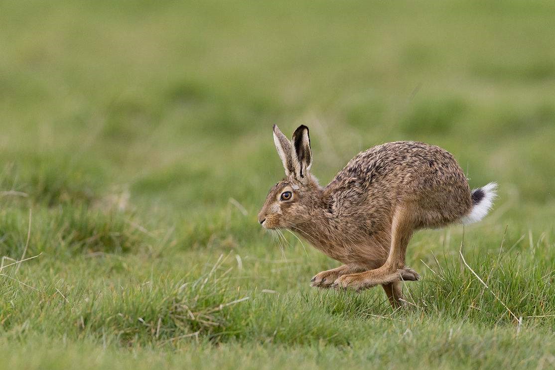 兔子为什么会在澳洲泛滥?