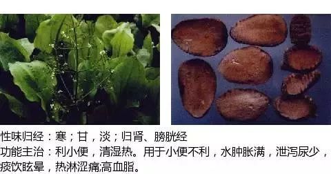 300个中草药图谱（附主治功效），知道一半就太牛了（上）