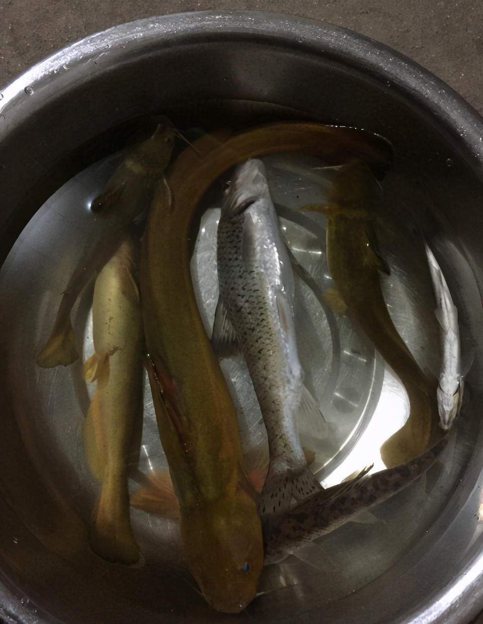 牛尾巴鱼图片(广西钓友) - 赤虎壹号