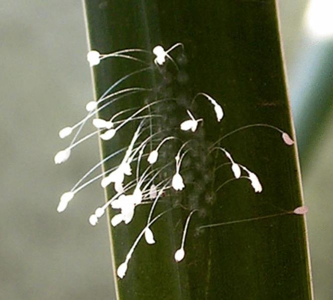 这4种花，是“佛教花”，被称为见花见“吉祥”，您养过吗