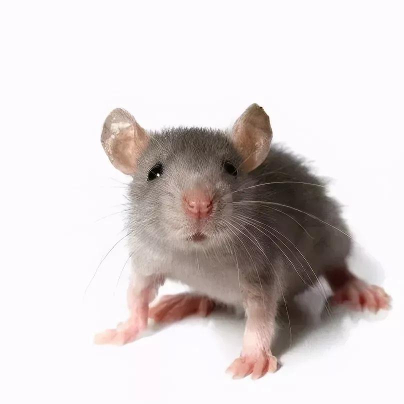 灭鼠最快最有效的方法，快速灭鼠的步骤详解？