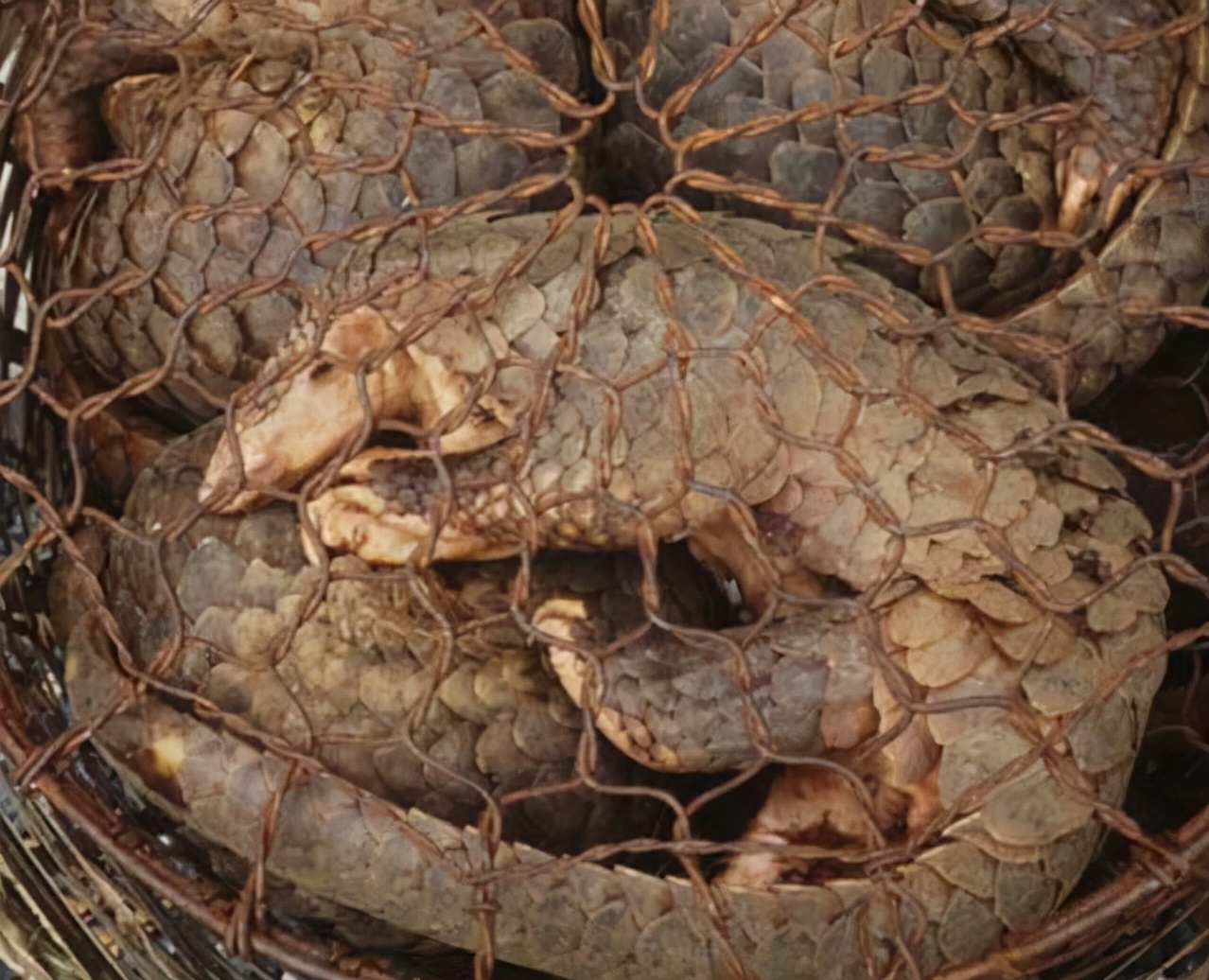 男子收购穿山甲鳞片治病，获刑3年6个月，为什么有人吃“指甲”？