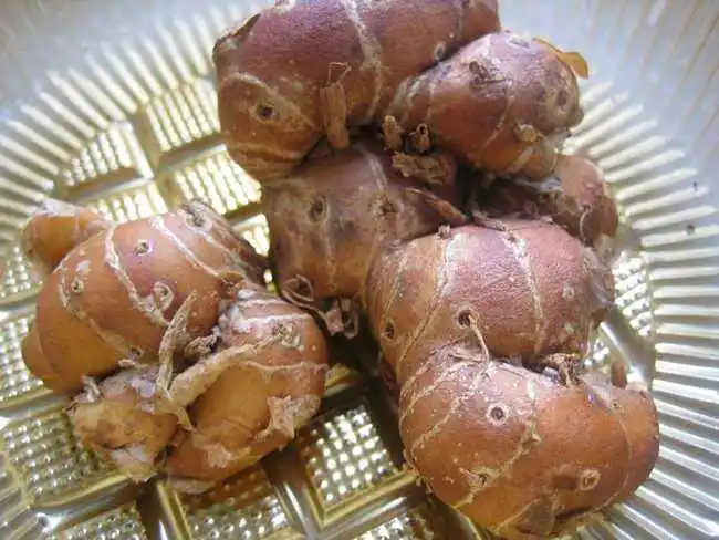 姜科多年生草本植物姜的新鲜根茎,有小种姜,大种姜,山姜(野姜)等品种