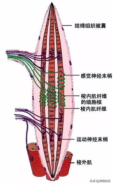 神经元的结构简图（人体神经的基本组成结构）