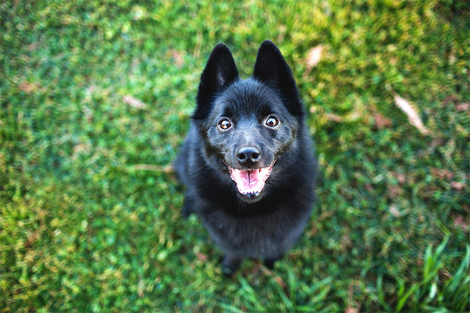 排行榜：9种最聪明的小型犬，你家狗狗在不在其中？