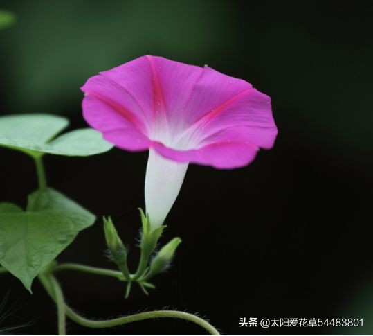 夏季我最爱的16种花卉,花期长,开花超级漂亮