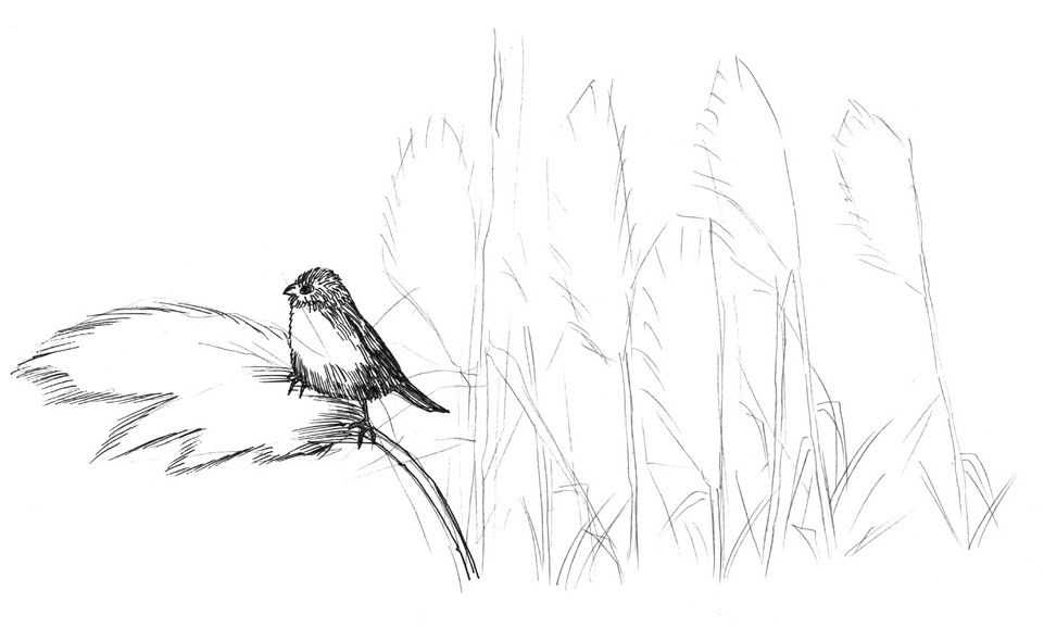 听说你不会画芦苇钢笔画，视界教你画芦苇，简单易学，快来临摹