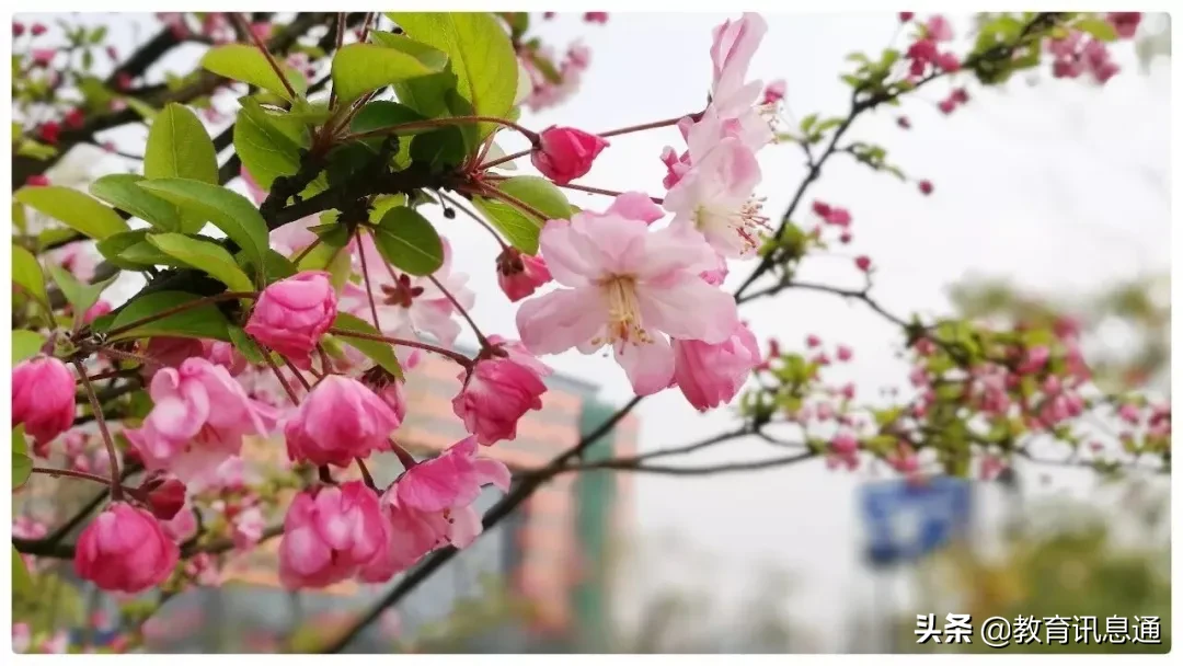 一份来自成都大学的“自我介绍”