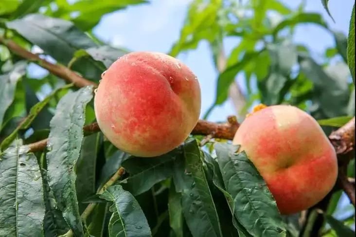 人间水蜜桃,心中白月光,熟了熟了