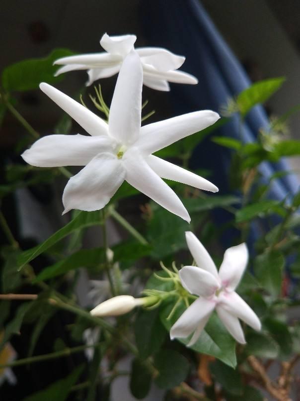 6种植物自带香气,家里种上一盆,简直就是“活香水”