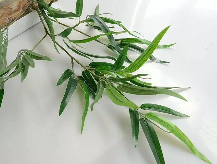 水杨柳的功效与作用-我的快乐小窝