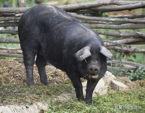 肉摊老板:区别很大,难怪黑猪肉那么贵