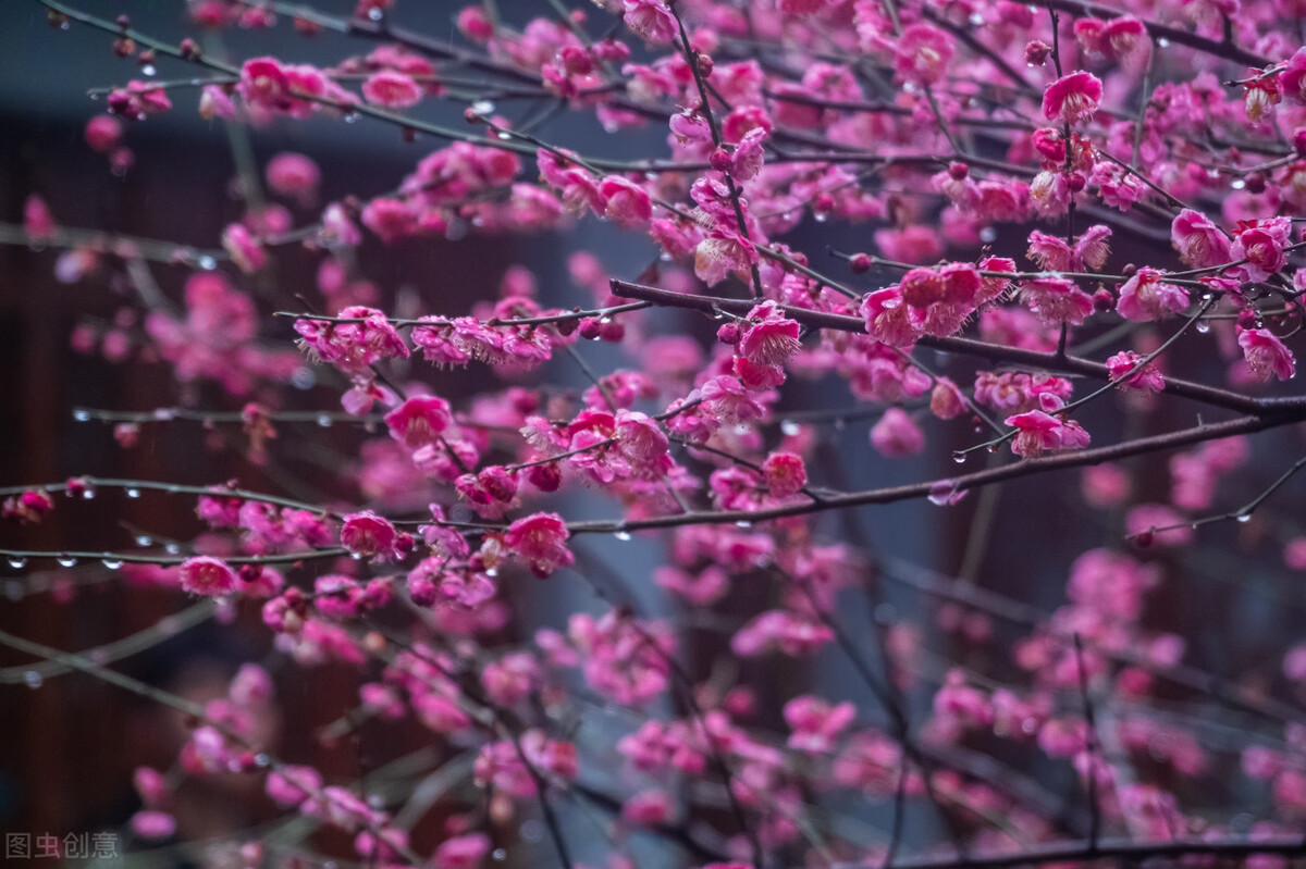 聊赠一枝春，诗词中的伟大想象力和浪漫情怀