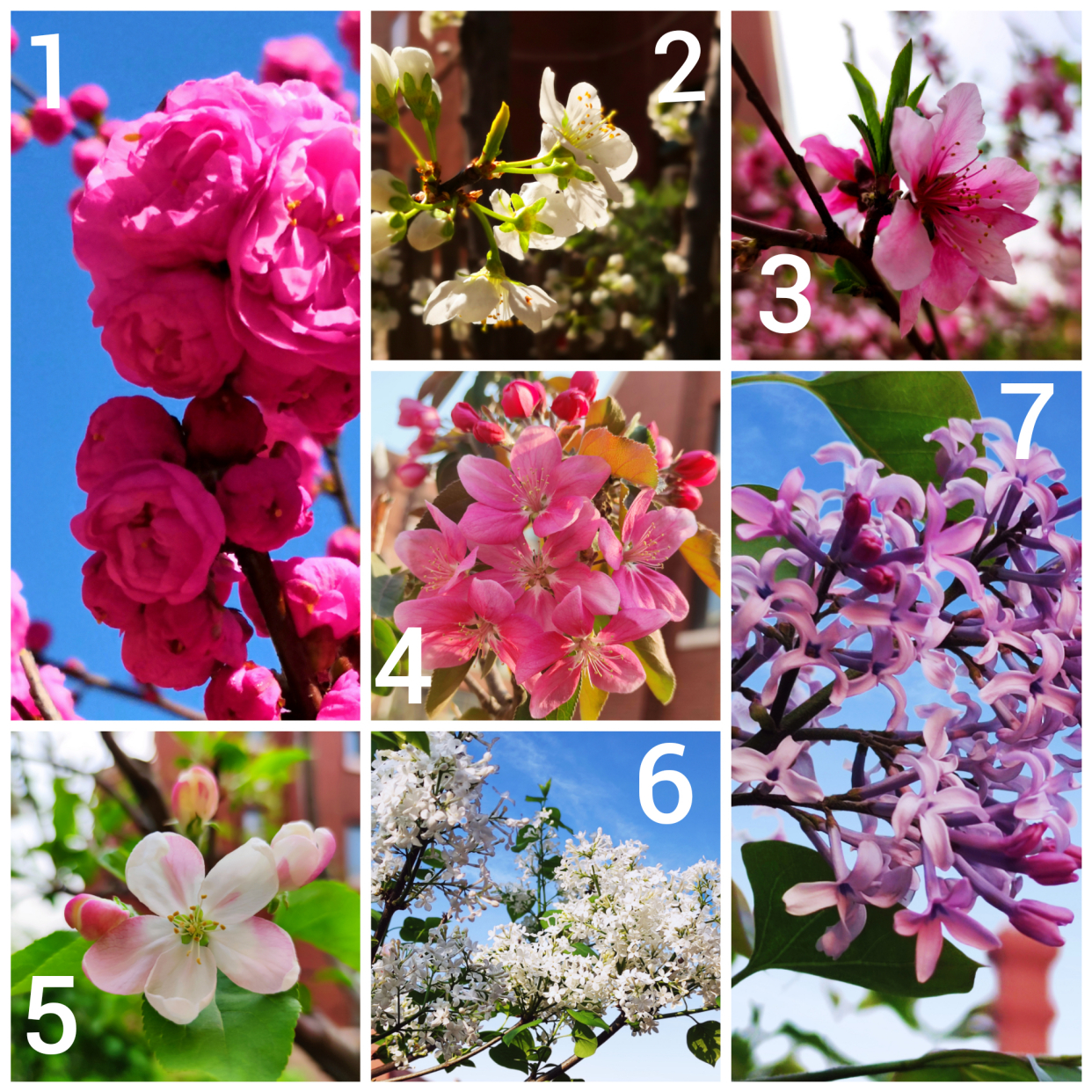 小院春天早到来，桃花李花递次开｜七绝十首·为家园春色而作