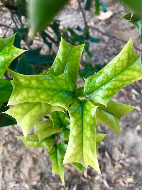 帶刺的植物大全名稱(帶刺的植物大全名稱及圖片) - 上海苗木信息網