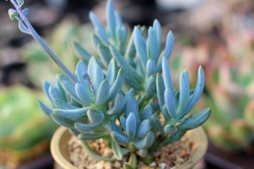 蓝云杉多肉怎么养长得好「图文」 -骁龙网