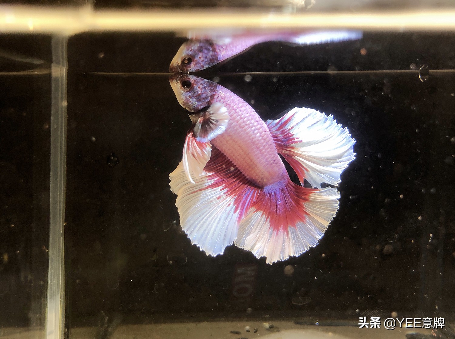 刚出生的斗鱼怎么养不容易死记得收藏