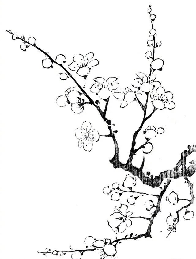 初学者怎么正确画梅花？先从“背”线稿开始，为画梅花打好基础