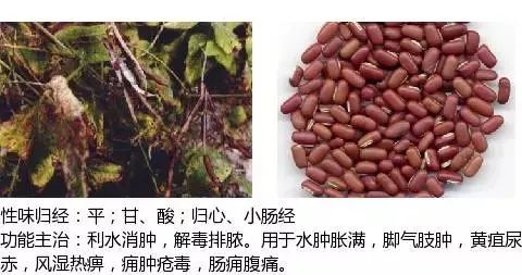 300个中草药图谱（附主治功效），知道一半就太牛了（上）