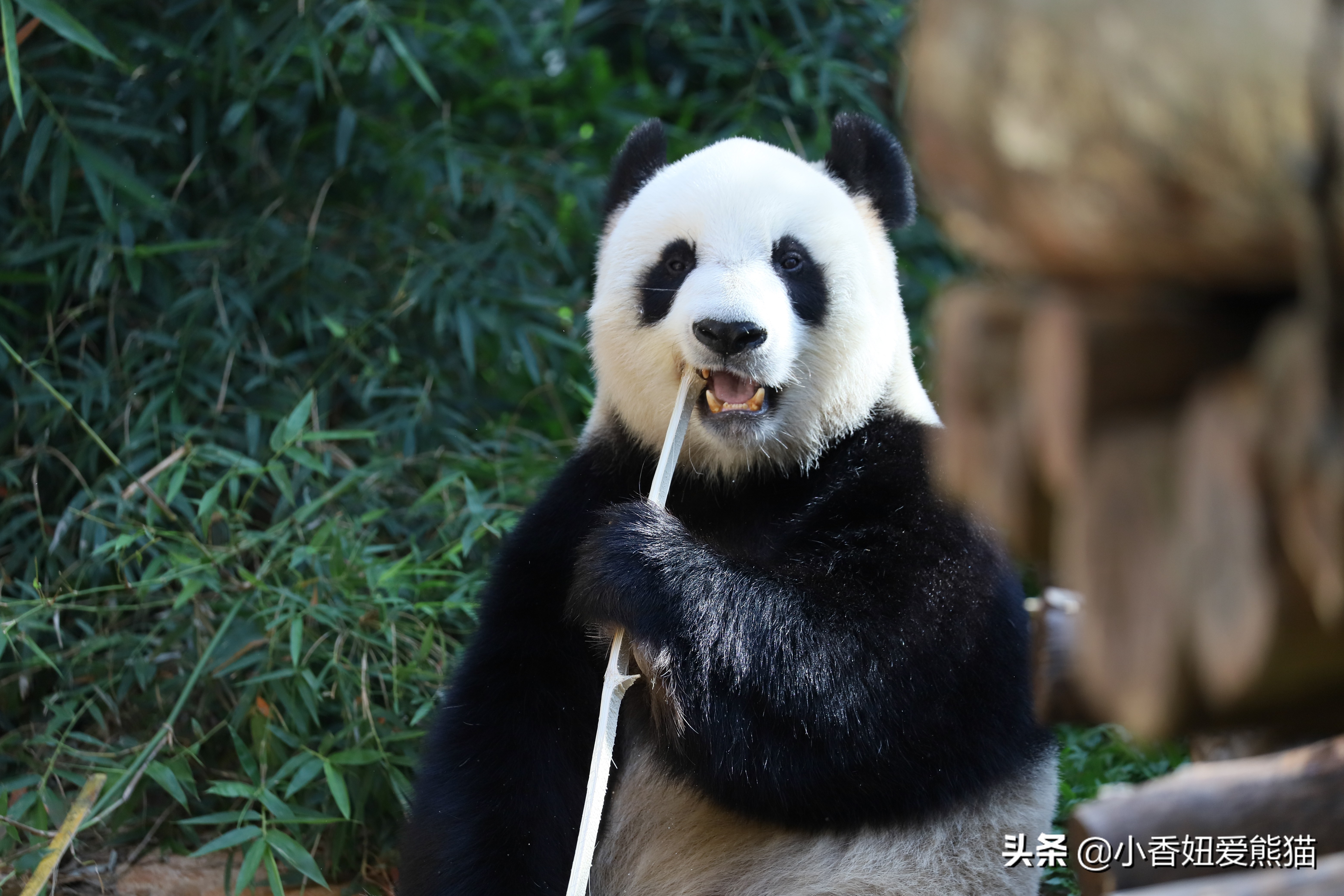都说热带不适合养熊猫来看看大熊猫贡贡的热带生活吧