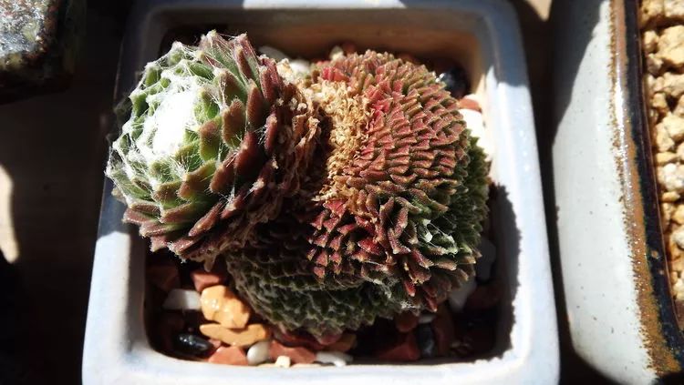 爱机车，爱多肉，宝妈花姐的诗和远方