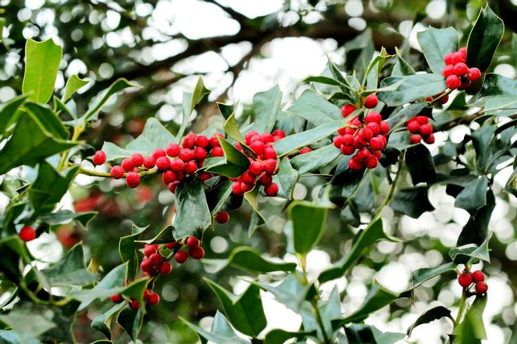 枸骨树多少钱一棵(枸骨树盆景多少钱一盆?