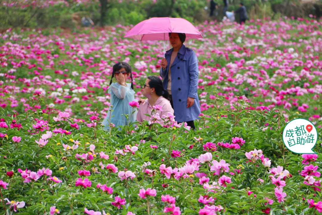 30000亩芍药花开!成都出发1.5h,免费赏花、徒步、游山…绝了