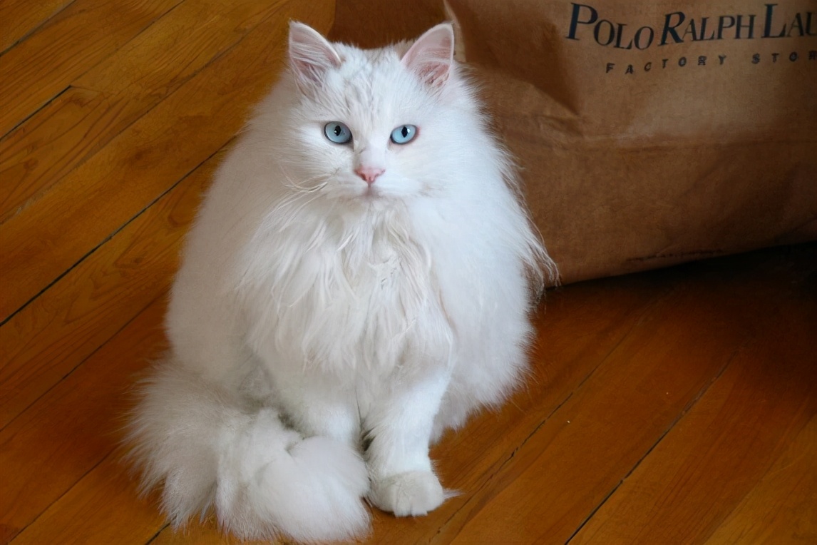山东狮子猫为什么比波斯猫好养？这6点原因，很现实