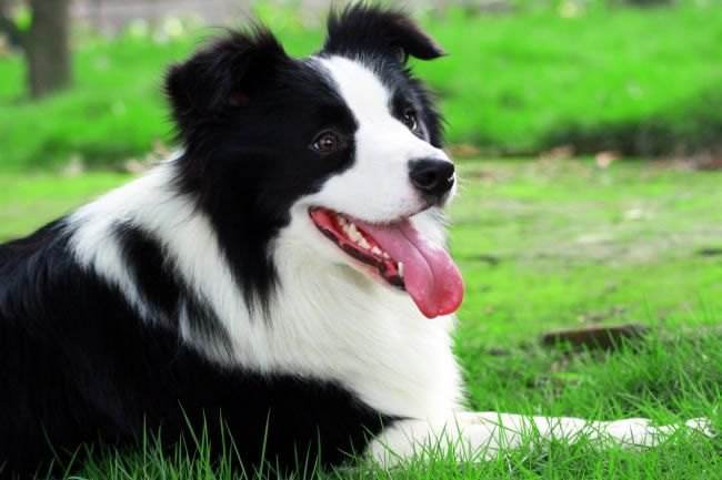 “穷养”边牧犬指南