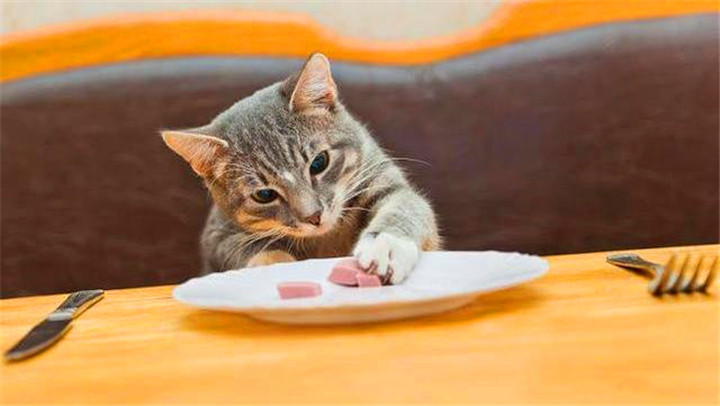 猫咪能吃的5种肉和不能吃的3种肉，你知道吗？