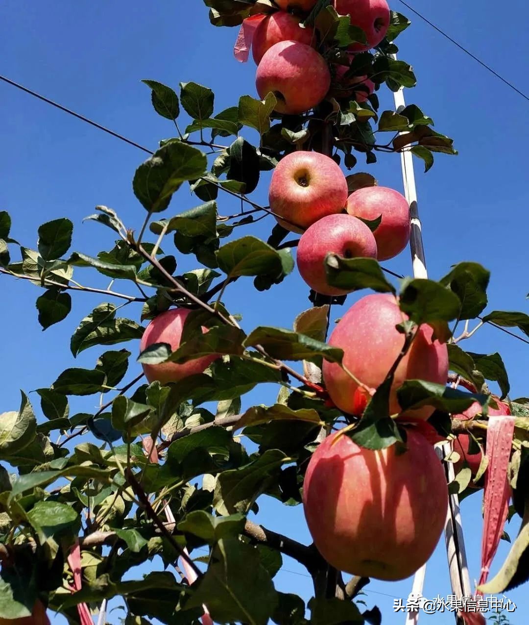 苹果几月成熟（常见的23种苹果的品种产地及成熟时间）