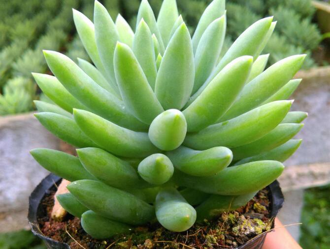 秋季多肉植物"千佛手"怎么养?教你正确养护方法,叶片翠绿饱满