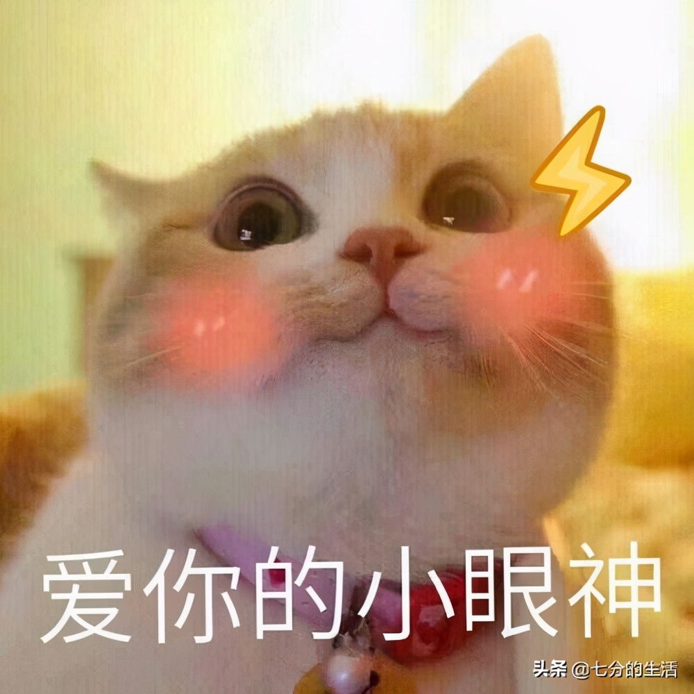 怎么确定猫认主人了(如何知道猫咪开始认定你做主人？从它偷偷看你洗澡开始)